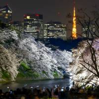 People take pictures of illuminated cherry trees in full blossom at the Chidorigafuchi moat in Tokyo in March. | REUTERS