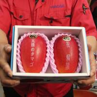 A brand-name pair of mangoes fetches &#165;300,000 in the first auction of the season at a wholesale market in Miyazaki on Monday. | KYODO