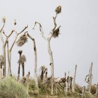 A crow perches on a dead tree Tuesday in Palmdale, California. A spring storm was expected to bring several inches of rain to some areas of drought-parched California and up to two feet of snow to mountains beginning late on Monday, just days after Gov. Jerry Brown ordered sweeping cuts in water use. | REUTERS