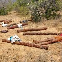 Bodies of people, whom Indian police claim are suspected sandalwood smugglers killed during an operation by Indian security personnel, lie in the forest area of Chitoor district in the southern Indian city of Andhra Pradesh on Tuesday. Indian police shot dead 20 stone-throwing sandalwood smugglers on Tuesday during the biggest operation for years to stamp out trafficking of the rare commodity, law-enforcement authorities said. Opposition politicians and human rights activists challenged the report, maintaining that those killed in the incident were only unarmed laborers and calling for an investigation. | REUTERS
