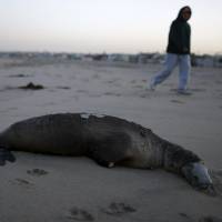 A dead sea lion lies on the beach in Hermosa Beach, California, on April 2. Animal rescue centers in California are being inundated with stranded, starving sea lion pups, raising the possibility that the facilities could soon be overwhelmed, the federal agency coordinating the rescue said. The precise cause is not clear, but scientists believe the sea lions are suffering from a scarcity of natural prey that forces nursing mothers to venture farther out to sea for food, leaving their young behind for longer periods. | REUTERS