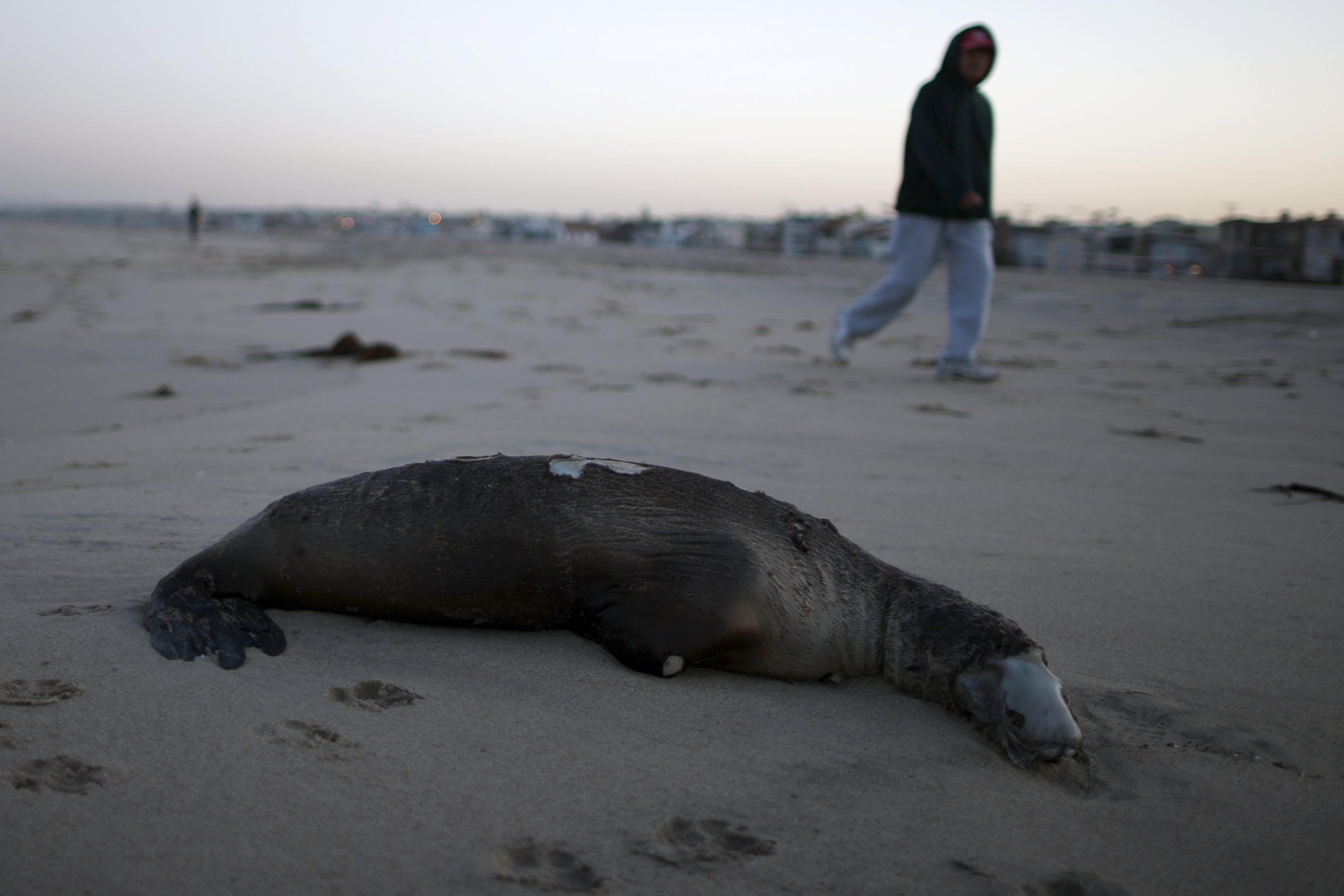 Raising the Dead…Sea