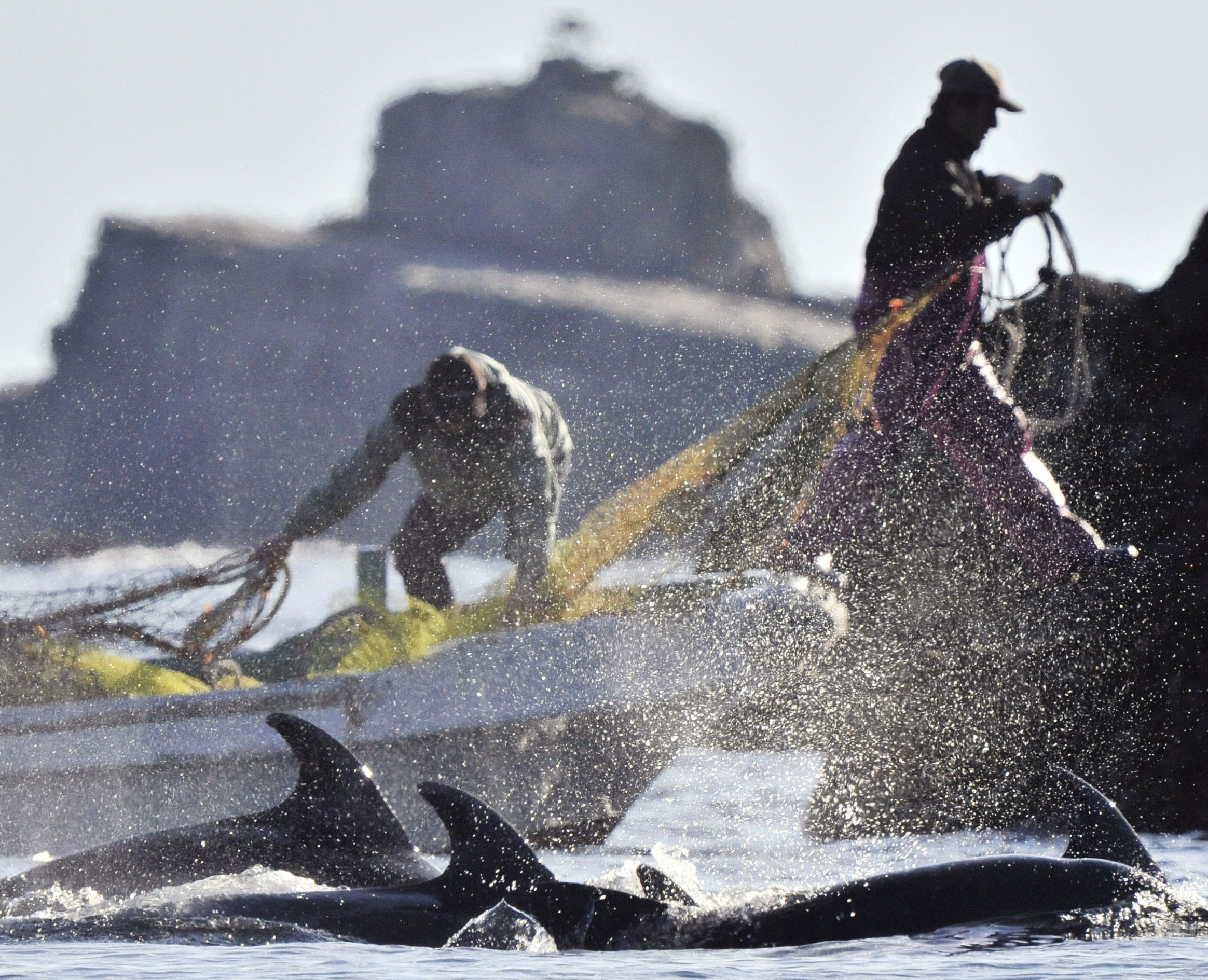 Fishermen corner dolphins in a bay near the town of Taiji, Wakayama Prefecture, in 2011. | KYODO