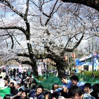 Hanami partygoers hoist a kanpai toast under the cherry blossoms at Tokyo\'s Ueno Park late last month. | YOSHIAKI MIURA