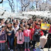 Taiwanese tourists pose for photos under cherry blossoms in Tokyo\'s Ueno Park late last month. | YOSHIAKI MIURA
