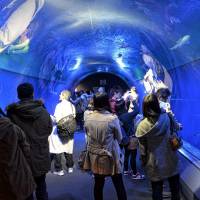 Tunnel of water in the ring of fire: Visitors watch all manner of sea creatures at the Osaka Aquarium Kaiyukan. | JASON JENKINS