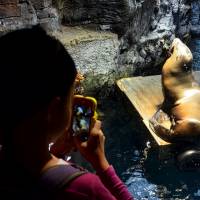Flip side of captivity: A sea lion is unperturbed by visitors to the Monterey Bay tank at Kaiyukan, an aquarium in Osaka. | JASON JENKINS