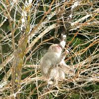 Showing no fear: A Japanese macaque sits in a tree near the Afan Woodland Trust Center in Kurohime, Nagano Prefecture. | KENJI MINAMI