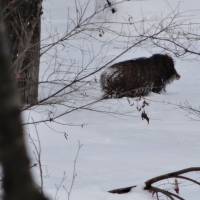 A wild boar charges through snow near the Afan Woodland Trust Center in Kurohime, Nagano Prefecture. | ATSUSHI ISHII