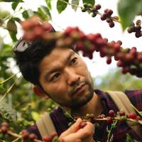 Up-close: Yoshikazu Iwase inspects coffee beans in Panama. | REC COFFEE