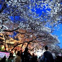 Visitors to Ueno Park in Tokyo enjoy cherry blossoms in March. The park offered special illuminations through mid-April. | YOSHIAKI MIURA