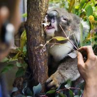 Miku, the nation\'s oldest koala bear, was found dead at Tennoji Zoo in Osaka on Thursday. Keepers said the 23-year-old male koala had lost his appetite over the past four weeks and had eaten nothing since Sunday. The zoo said his relatives usually live for about 15 years. | KYODO