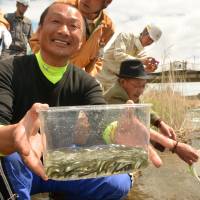 Kiyomi Igari, 50, who heads a salmon breeders\' cooperative in the evacuated town of Tomioka, Fukushima Prefecture, releases salmon fry Friday in the Tomioka River for the first time since the 2011 nuclear disaster. | KYODO