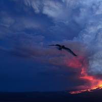 The Wolf volcano erupts early Monday in Galapagos National Park\'s Isabela Island, Ecuador. | HO / DIEGO PAREDES / AFP-JIJI