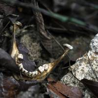 A human jaw is photographed near an unmarked grave in Wang Burma at the Malaysia-Thailand border outside Wang Kelian, Malaysia on Tuesday. Malaysian forensic teams exhumed a body from a shallow grave at an abandoned camp on Tuesday that was used by human traffickers, the first of what police predicted would be more grim findings as they combed through a cluster of jungle camps on the border with Thailand. Forensics teams start exhuming suspected Rohingya remains at Malaysia human traffickers' camp