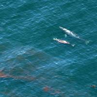 Whales swim near a sheen of oil north of Goleta, Californi., Wednesday. A broken onshore pipeline spewed oil down a storm drain and into the ocean for several hours Tuesday before it was shut off. | AP