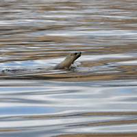 A sea lion swims in oil-contaminated water near Refugio State Beach on the Californian coast in Goleta, California, Thursday. | REUTERS