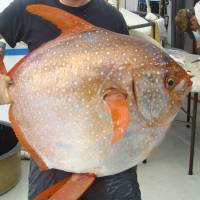 NOAA biologist Nick Wegner holds an opah caught during a research survey off California. | REUTERS