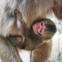 A baby Japanese monkey named Charlotte hangs on to her mother at Takasakiyama Natural Zoological Garden in the city of Oita on Wednesday. | TAKASAKIYAMA NATURAL ZOOLOGICAL GARDEN / KYODO