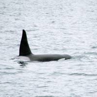 A killer whale swims off the coast of Kanaya Port in Futtsu, Chiba Prefecture, on Monday. | JAPAN COAST GUARD / KYODO