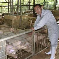 Masami Kitagawa, owner of Kitagawa Farm in the city of Shizuoka, shows off his pigs, which drink green tea instead of water. | KYODO