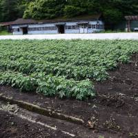 How does your garden grow?: The vegetable garden at Tama Juvenile Training School. | SATOKO KAWASAKI