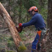 Dangerous work: Yasushi Ishii cuts a tree that fell in winter and was hung up on a living one in the Afan Trust woods. | KENTARO FUKUCHI