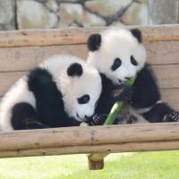 Tohin (left) and Ohin, twin female panda cubs, are shown to the public for the first time Friday morning in an outdoor area at Adventure World amusement park in Wakayama Prefecture. The twins now weigh about 9 kg each, which is nearly 50 times their initial weight five months ago. Their diet consists of their mother Rauhin\'s milk as well as artificial milk, according to zoo officials. | KYODO
