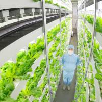 Chiba University\'s plant factory in Kashiwa, Chiba Prefecture, produces lettuce and other vegetables. | CHIBA UNIVERSITY