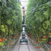 Vegetable factories may enable efficient food production in urban areas. | CHIBA UNIVERSITY