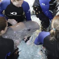 A beluga whale calf born May 10 is cared for by staff at the Georgia Aquarium in Atlanta in this undated handout photo. The whale has stopped nursing, is not gaining weight and appears to be fighting for her life, with officials this week calling her condition \"extremely guarded.\" | REUTERS / GEORGIA AQUARIUM / HANDOUT VIA REUTERS