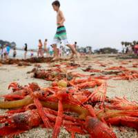 Thousands of red tuna crabs are shown washed ashore in Dana Point, California, Wednesday. Linsey Sala, collection manager for the Pelagic Invertebrates Collection at Scripps Institution of Oceanography, UC San Diego, said the strandings happen periodically and are not neccessarily a threat to the species. | REUTERS