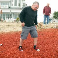 Gregg Adler steps gingerly through a blanket of crustaceans on Balboa Island in Newport Beach, California, while his fiancee, Carrie Birkle, takes pictures Tuesday Experts say the 1 to 3 inch long tuna crabs, which normally live off Mexico\'s Baja Peninsula, are going farther north because of the warm water. | MINDY SCHAUER / THE ORANGE COUNTY REGISTER VIA AP