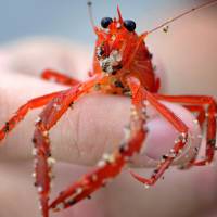 One of thousands of red tuna crabs is pictured washed ashore in Dana Point, California, Wednesday. | REUTERS