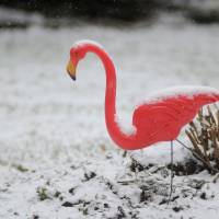 In this 2012 file photo, a light snow falls on a pink plastic lawn flamingo in Pottsville, Pennsylvania. Donald Featherstone, the creator of the pink plastic lawn flamingo, died Monday at an elder care facility in Fitchburg, Massachusetts. | AP