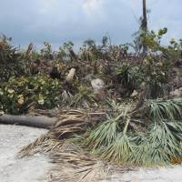 Red and black mangrove are shown in this May 21 photo provided by Miami-Dade County on Monday, among debris from shoreline cleared for land to be used for the 2016 Miami International Boat Show. Florida environmentalists and politicians say the illegal removal of hundreds of feet of mangrove trees from an island is another reason organizers should take the party elsewhere. | REUTERS / MIAMI-DADE COUNTY / HANDOUT VIA REUTERS