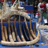 A government official carries a box of ivory products at a confiscated ivory destruction ceremony in Beijing in this file photo taken May 29. DNA testing on tons of ivory seized from traffickers has identified two elephant poaching \"hotspots\" in Africa in a development scientists hope will spur a crackdown on the illegal trade decimating the population of Earth\'s largest land animal. | REUTERS