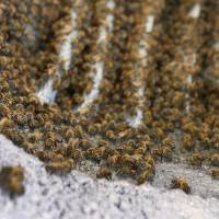 Bees line a chimney Friday in Phoenix. A particular strain of bee has been menacing people and animals in Arizona in recent weeks, with some being hurt badly enough to require a hospital stay. | AP