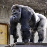 This handout picture released from the Higashiyama Zoo and Botanical Gardens shows giant male gorilla Shabani, who weighs about 180 kg, at the Higashiyama Zoo in Nagoya in Aichi Prefecture. The 18-year-old silverback with brooding good looks and rippling muscles is causing a stir at the Japanese zoo, with women flocking to check out the hunky pin-up. | AFP-JIJI / HIGASHIYAMA ZOO AND BOTANICAL GARDENS
