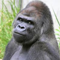 Shabani, a \"handsome\" 18-year-old western lowland gorilla at Higashiyama Zoo and Botanical Gardens in Nagoya, has become a star on Twitter. | CHUNICHI SHIMBUN