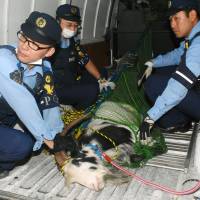 Police officers catch a horned goat Wednesday that ran loose earlier in the day in Komaki, Aichi Prefecture. | KYODO