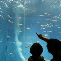 Visitors to Tokyo Sea Life Park in Edogawa Ward view a vast, doughnut-shaped tank without tuna last month. | KYODO