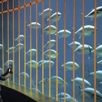 A boy takes a picture Monday of tuna added to a tank at Tokyo Sea Life Park in Edogawa Ward. The aquarium added the 80 new fish Sunday night after tuna in the tank suffered a still-unexplained mass death earlier this year. | KYODO