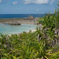 Screw pines growing wild on the western shore of Iejima Island War and peace on Okinawa's Iejima Island
