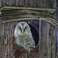 Night owl: Ural owls are widely distributed across Eurasia, from Scandinavia to South Korea and Japan. | KENTARO FUKUCHI