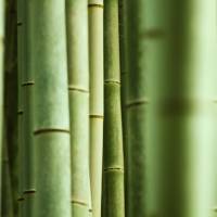 The bamboo groves of Arashiyama in Kyoto. | ISTOCK
