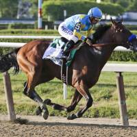 American Pharoah\'s recent victory in the Belmont Stakes brought back fond memories of a race long ago. | AP