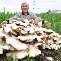 Bunji Suenaga, 83, on Friday shows a crop of giant shimeji mushrooms grown on his land in Kawaminami, Miyazaki Prefecture. The largest one is 120 cm wide and 60 cm tall. | KYODO