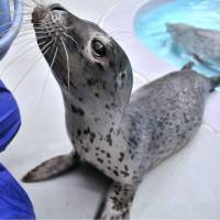 A baby spotted seal sniffs for food last Friday at Oga Aquarium GAO in Akita Prefecture. The aquarium is asking the public to come up with a name for the seal, which was born in April. | KYODO