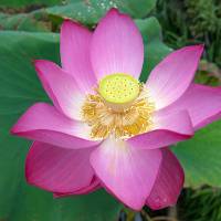 A lotus, a powerful symbol of Buddhism, opens at Kosanji Temple compound. | STEPHEN MANSFIELD